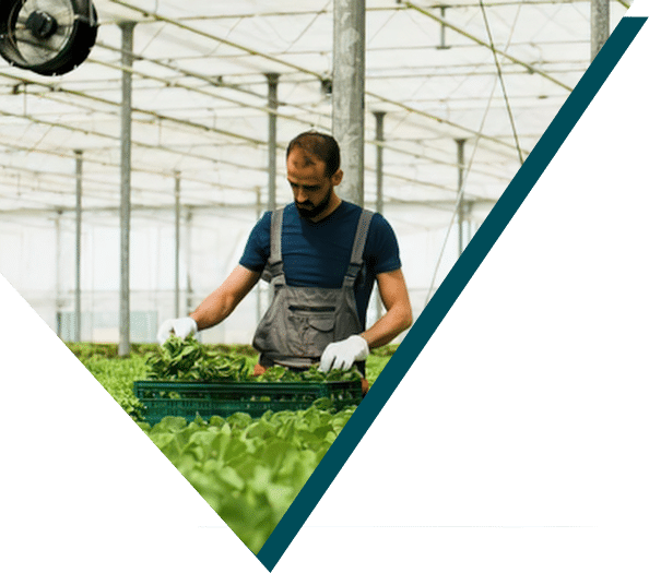 Greenhouse worker harvesting fresh leafy greens, representing Sirus smart data solutions for agricultural smart companies
